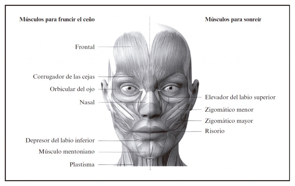 Comunicación no verbal. Músculos para sonreír